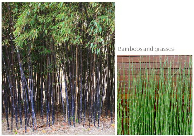 Urban garden uses Bamboos used by Rhoda Maw