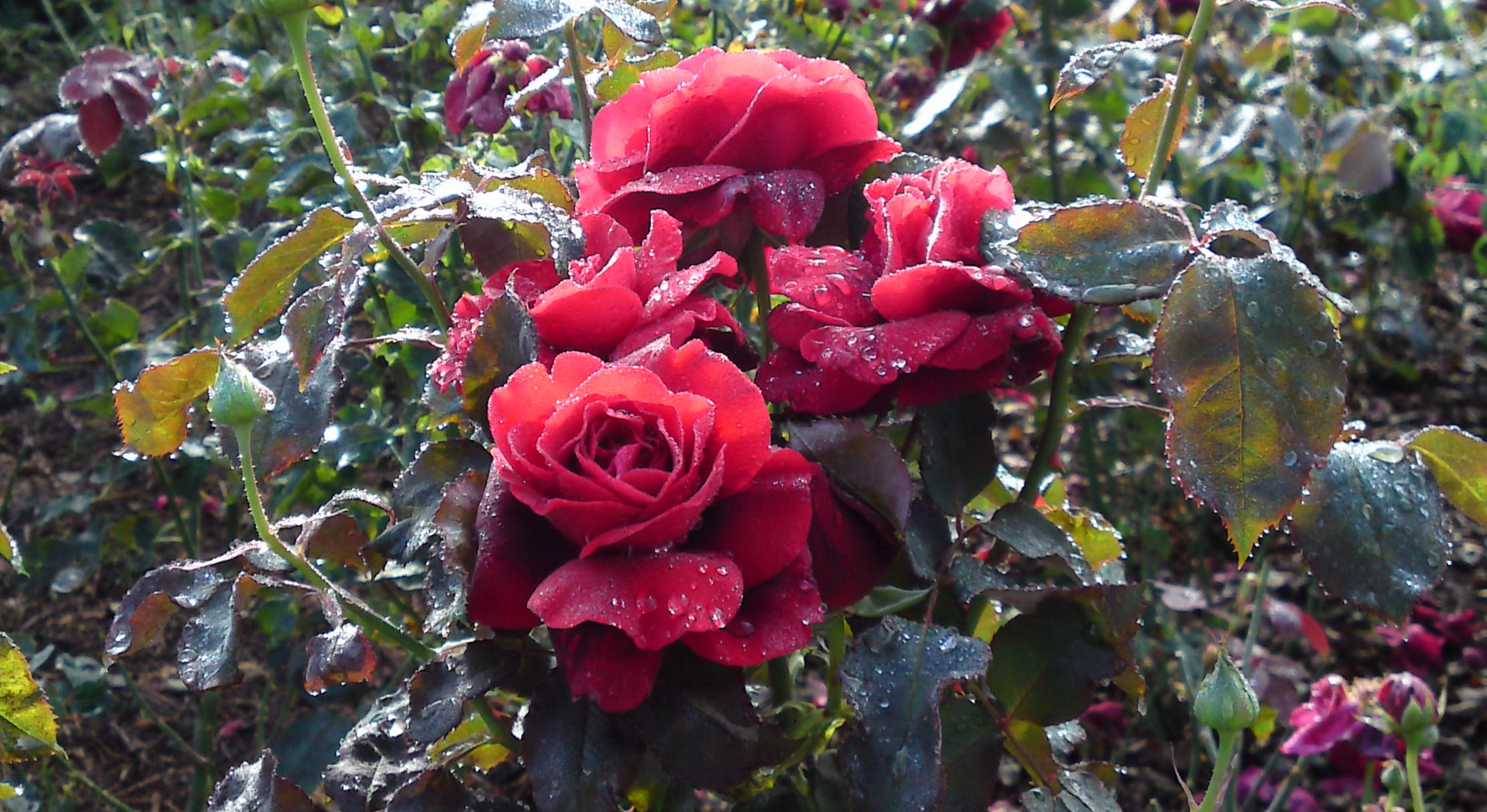 Red roses used in Garden design West London
