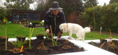 Small garden design with Bonnie helping