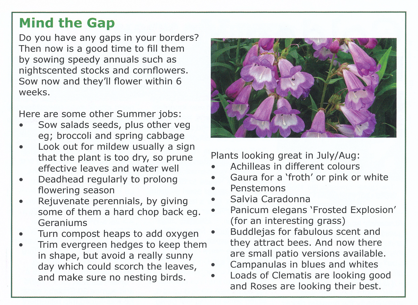 Article about Top garden jobs for July and best plants for July