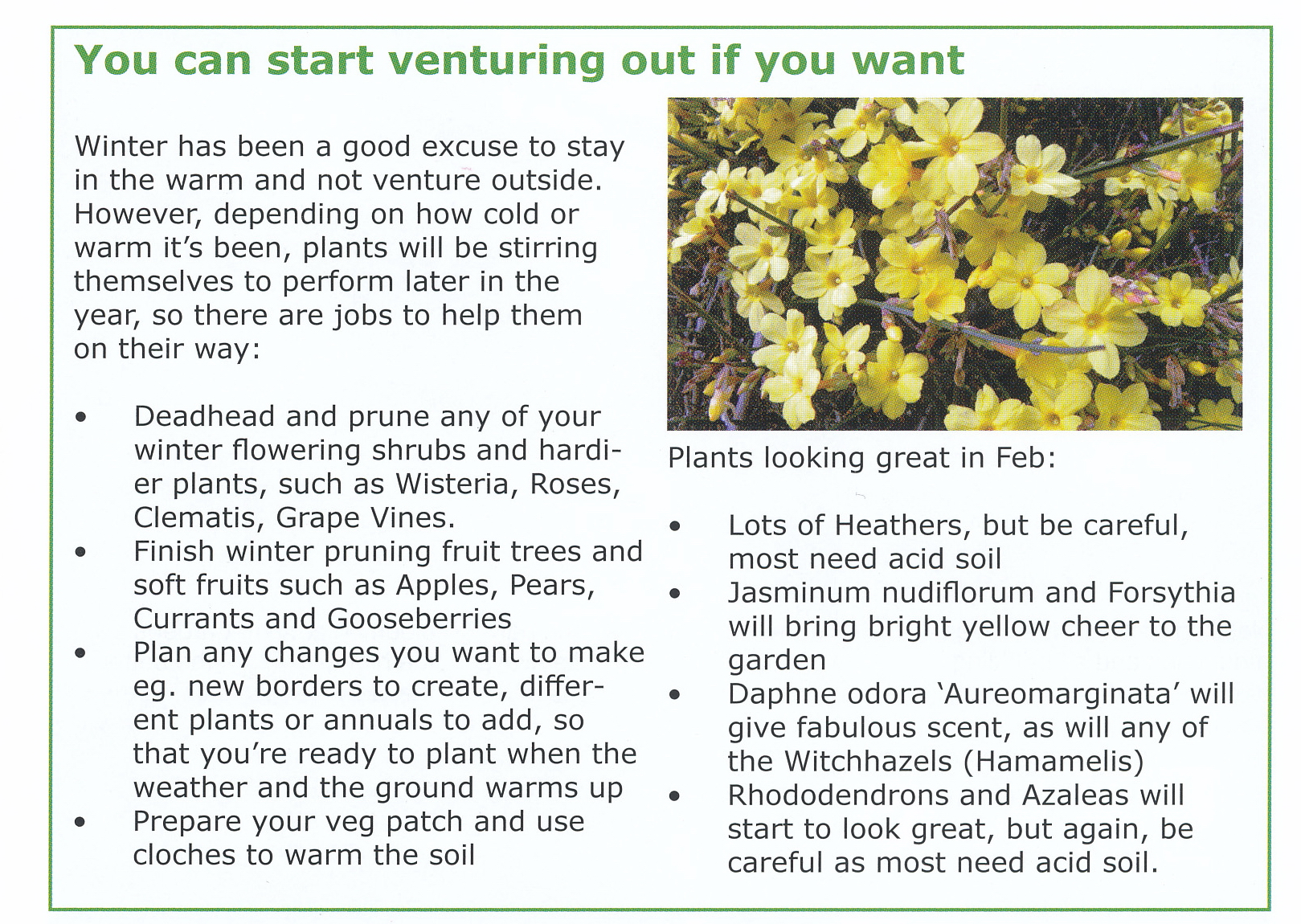 Article about what to do In the Garden in February and plants that look great in February