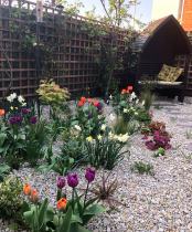 Small back garden with Spring Bulbs